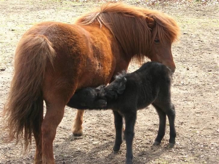 Shetlænder Bergeruds Jasmin - Og så er der mad :b billede 9