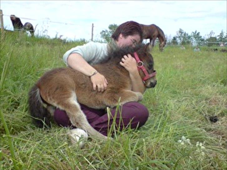 Shetlænder MIST *himmelhest* billede 7