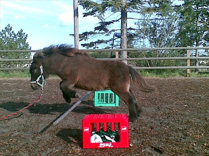 Shetlænder MIST *himmelhest* billede 8