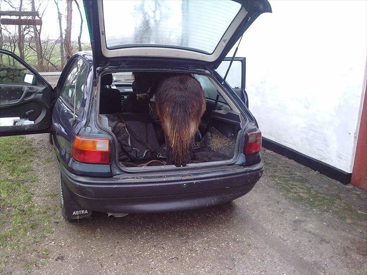 Shetlænder MIST *himmelhest* - pas på hvor du stiller gulerødderne, en bil er ingen hindring ;) billede 9