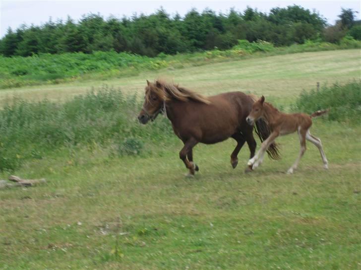 Anden særlig race Magic Mio! Altid gemt i hjertet. <3 - Mio som føl og Ronja mus.<33 *Foto: Mor* billede 2