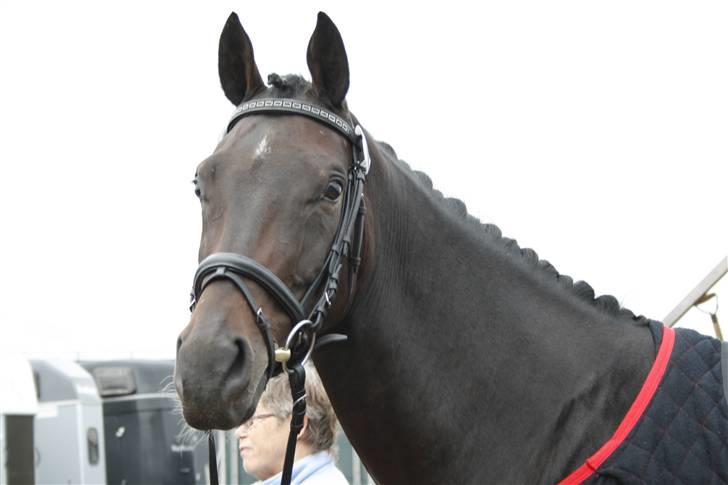 Dansk Varmblod Højersmindes Sheer billede 4