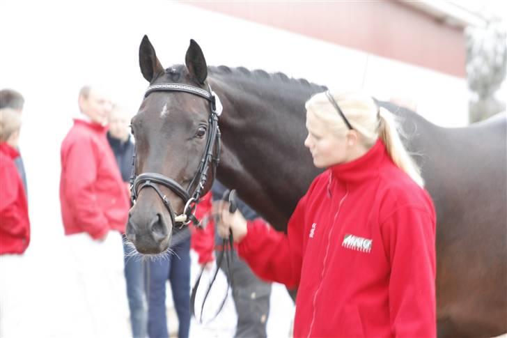 Dansk Varmblod Højersmindes Sheer - Lykkelig hesteejer til kåring med din hoppe.. billede 5
