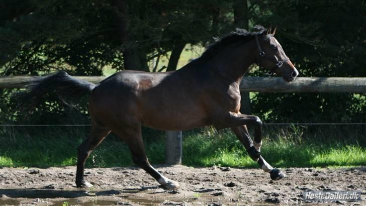 Holstener Kiss Me Quick - Solgt billede 1