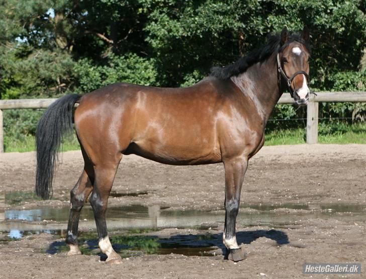 Holstener Kiss Me Quick - Solgt billede 3