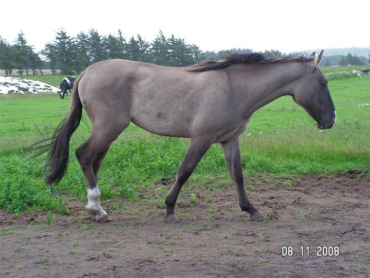 Oldenborg / Fjordhest    La Toya - dovne dyr! billede 3