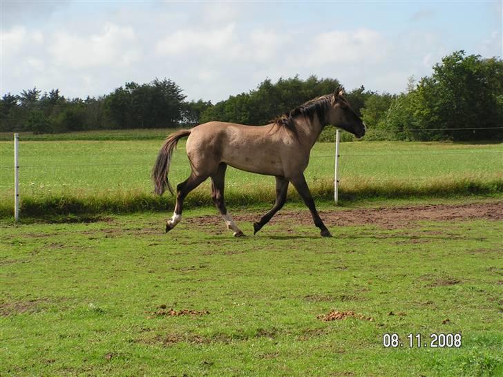 Oldenborg / Fjordhest    La Toya - se hvordan hun kan gå flot. billede 4