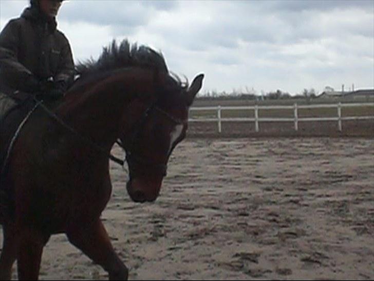 Dansk Varmblod  | Birkegårdens Chester - Udendørs dressurtræning, marts 2010 ... MÅ IKKE KOPIRES billede 5