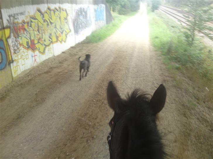 Anden særlig race farina - en tur ud i det fri med Diva ved siden.... billede 12