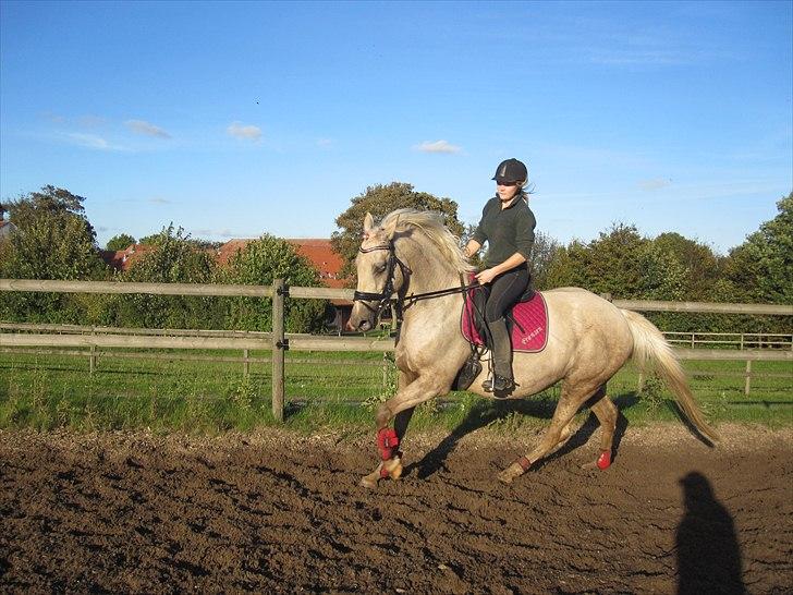 Palomino Frønsen - super fin galop :) <33 elsker dig:) billede 16