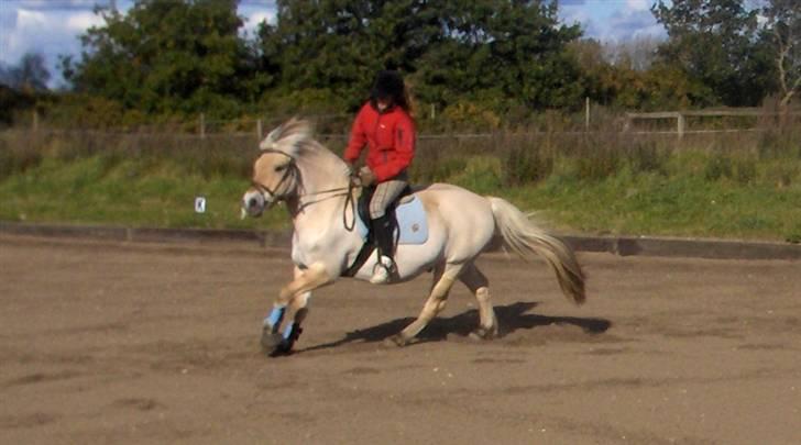 Fjordhest Victor<3 billede 6