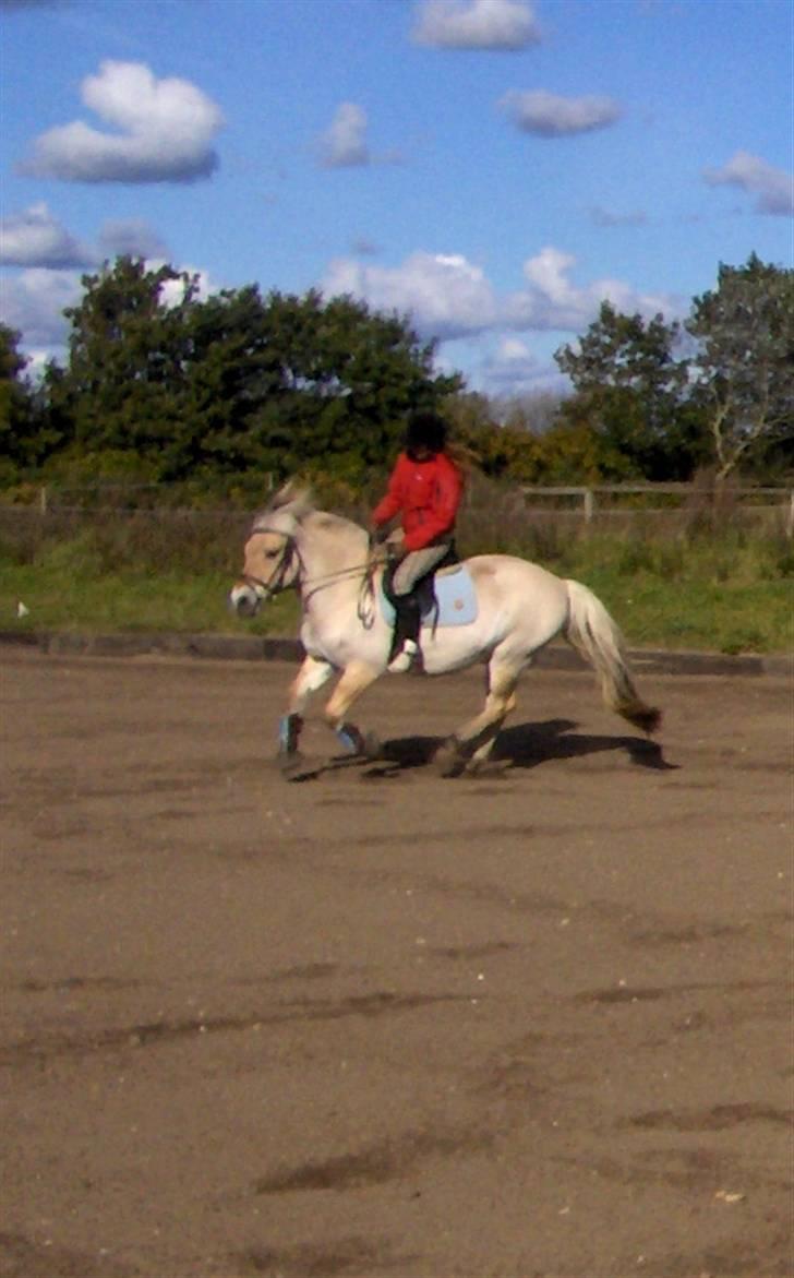 Fjordhest Victor<3 billede 7