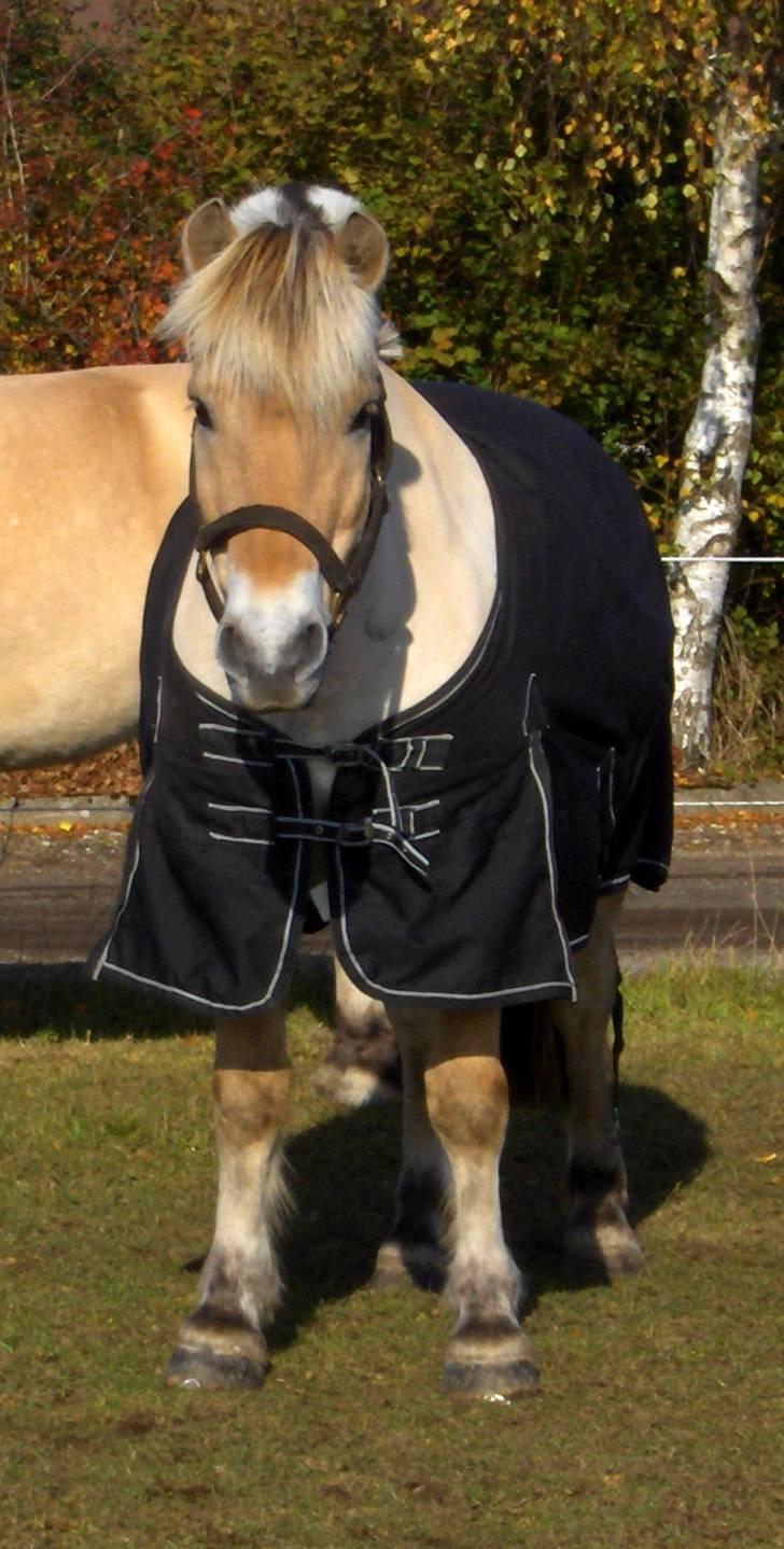 Fjordhest Victor<3 - BMM billede 8