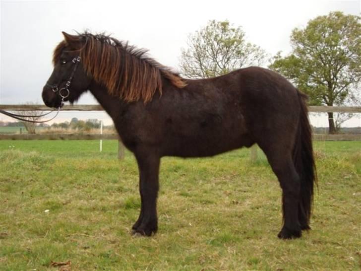 Islænder Svenni Fra Søtofte - *NYT* Fotograf: Sissel Borlund Jensen billede 13