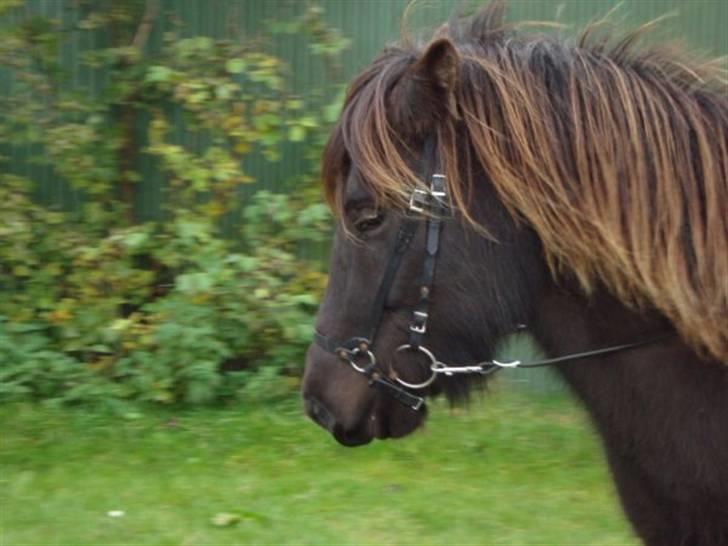 Islænder Svenni Fra Søtofte - *NYT* Fotograf: Sissel Borlund Jensen billede 14