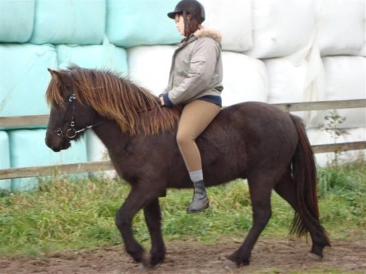 Islænder Svenni Fra Søtofte - *NYT* Fotograf: Sissel Borlund Jensen billede 15