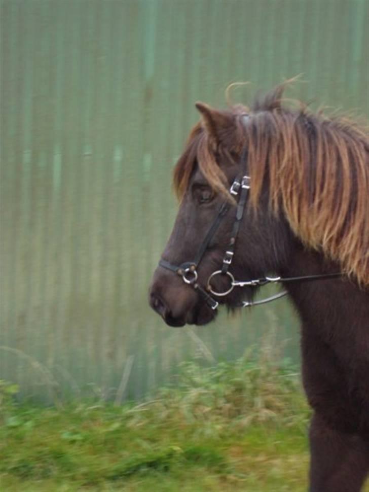 Islænder Svenni Fra Søtofte - *NYT* Fotograf: Sissel Borlund Jensen billede 16