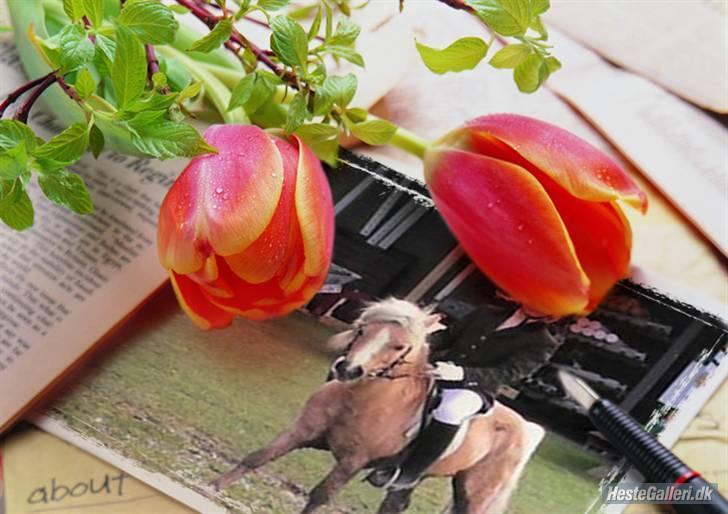 Anden særlig race Dunlet(har redet)<3<'3<3 billede 15