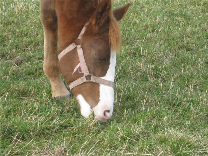 Anden særlig race Larsmindes Aviaja billede 3