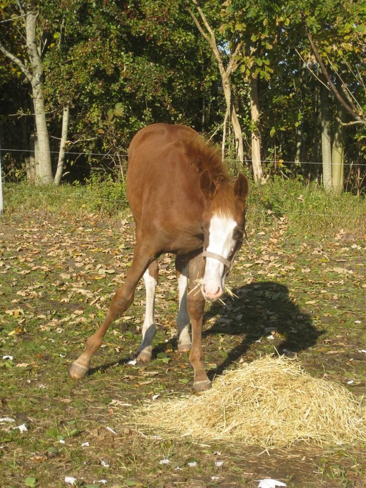 Anden særlig race Larsmindes Aviaja billede 5