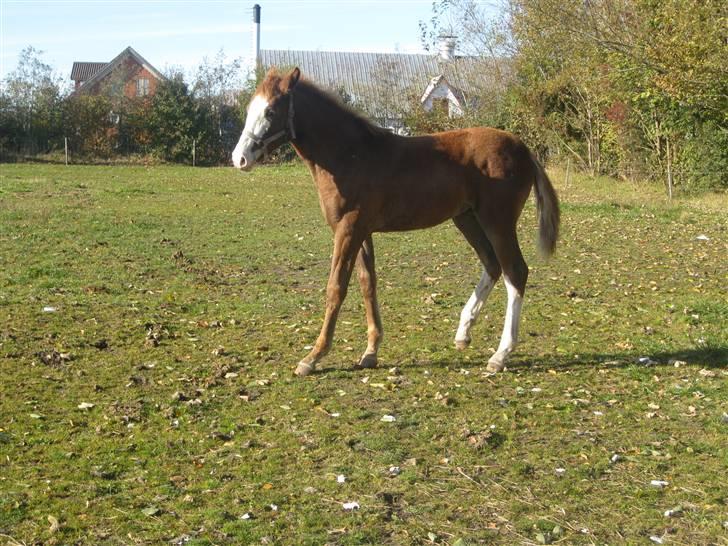 Anden særlig race Larsmindes Aviaja billede 6