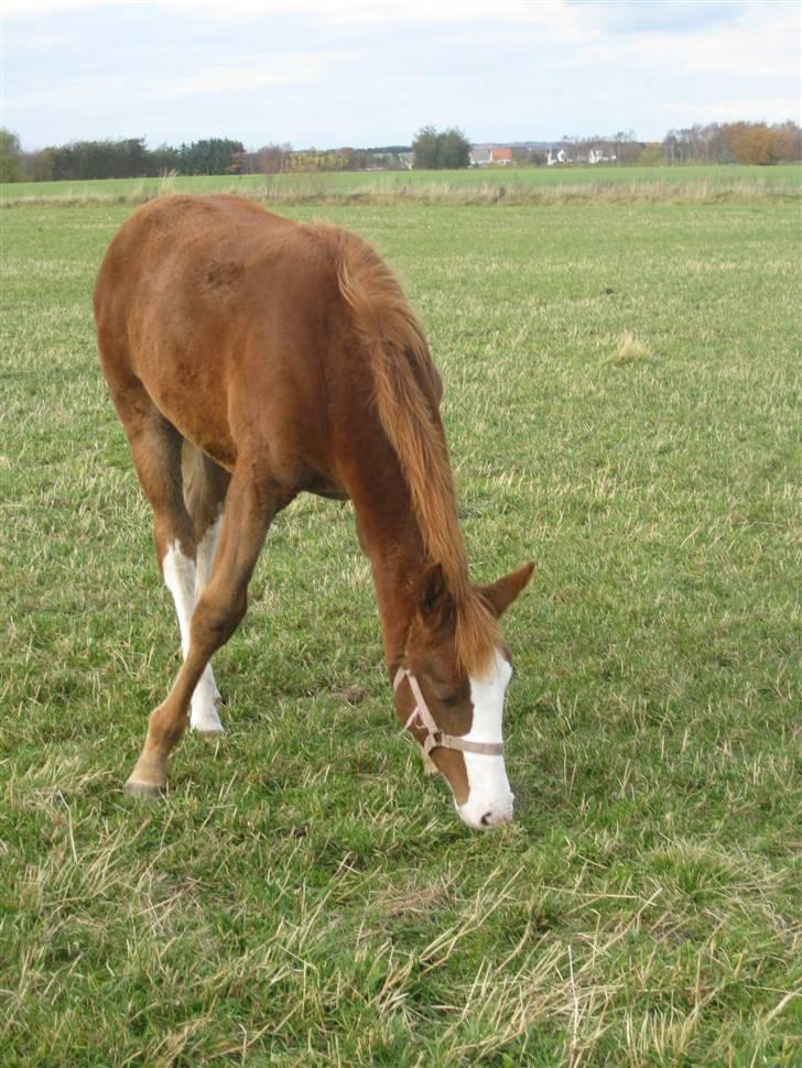 Anden særlig race Larsmindes Aviaja billede 8