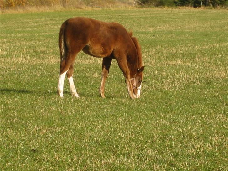 Anden særlig race Larsmindes Aviaja billede 9
