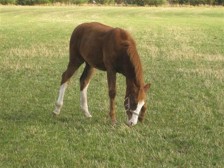 Anden særlig race Larsmindes Aviaja billede 11