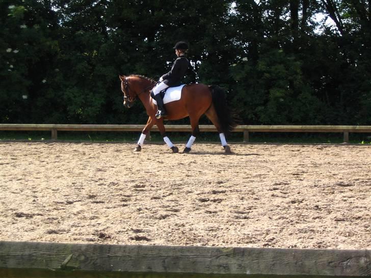 Anden særlig race Stardust(Duddi) billede 18