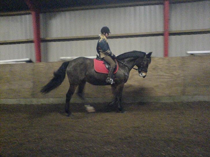 Anden særlig race Lovis [Mies hest](Solgt) - Nr.4 billede 4