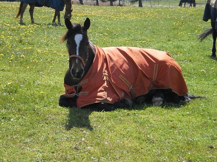 Anden særlig race Lovis [Mies hest](Solgt) - Nr.5: Er hun ikke dejlig <33 billede 5