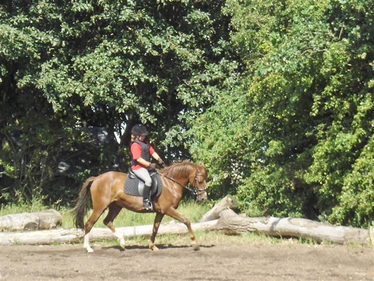 DSP Glerupgaard´s Sanita - Sanita og jeg til dressur undervisning. Mit første år på hende  billede 5