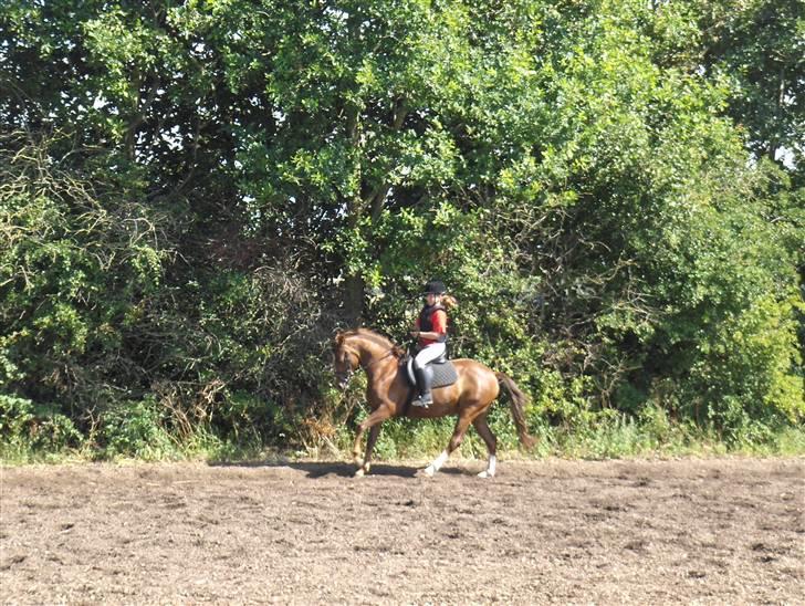 DSP Glerupgaard´s Sanita - Træning mit første år på hende billede 6