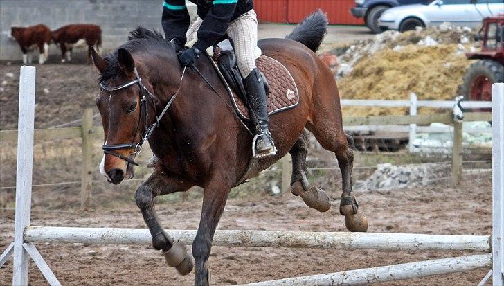 Anden særlig race Ramiro 297 billede 18