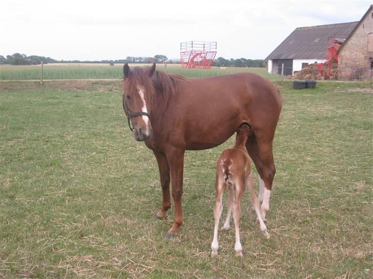 DSP Glerupgaard´s Sanita - weis og sanita.. i 2008  billede 8