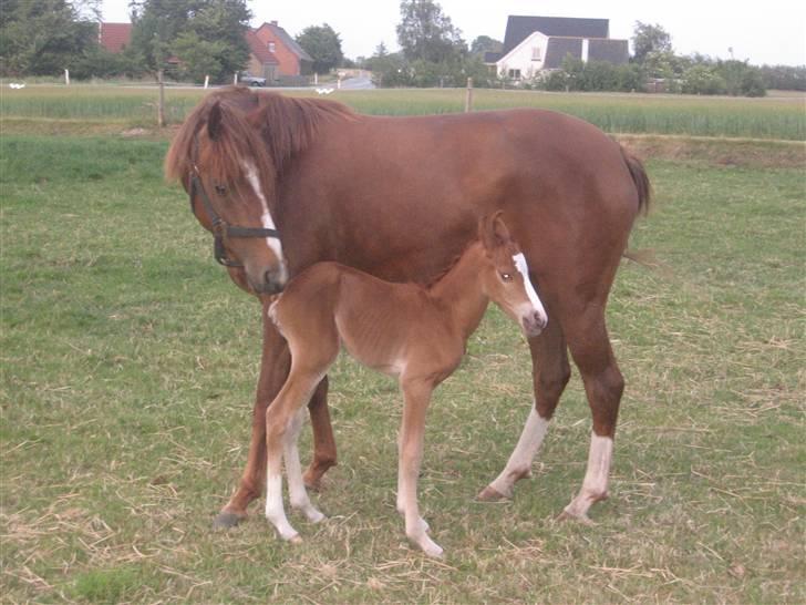 DSP Glerupgaard´s Sanita - sanita og weis.. i 2008 billede 10