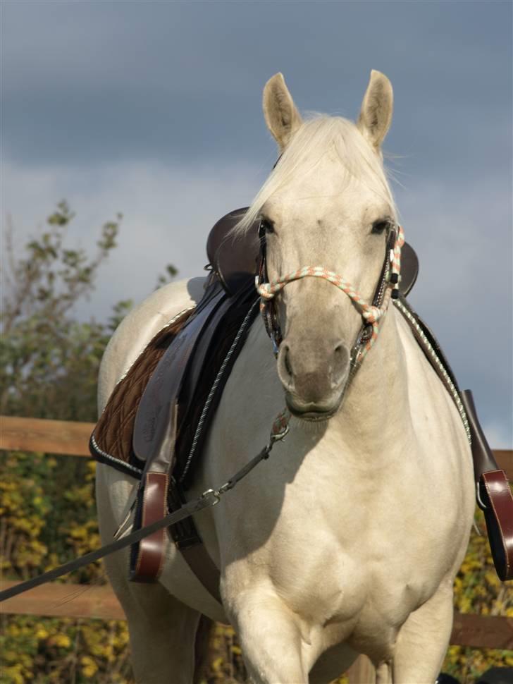 Quarter IMA BEAUTIFUL ZIP, AQHA 4 billede 18