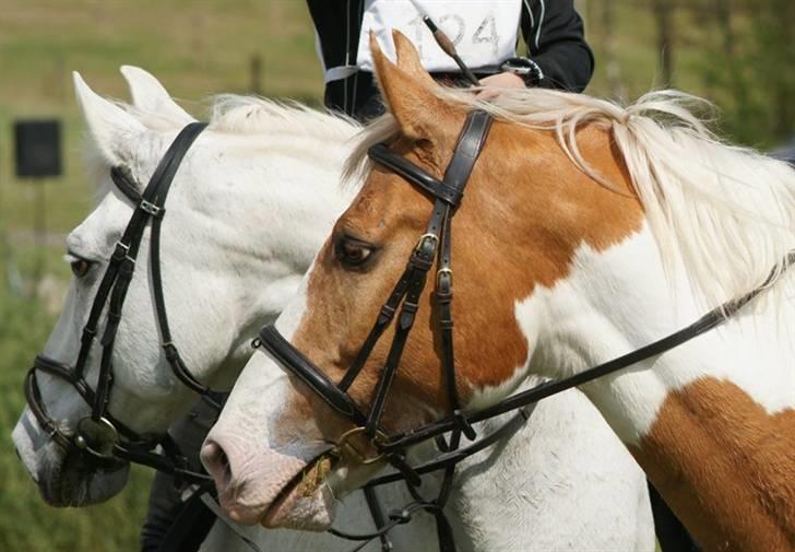 Anden særlig race Queenie* R.I.P.* billede 12