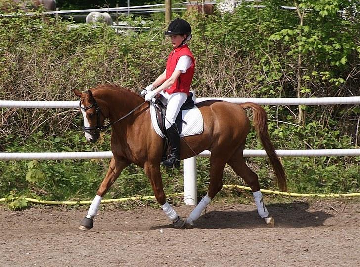 Welsh Pony (sec B)  Molenhorn´S Amaretto B-PONY [Tidl. hest] - Stævne i PIH. Amaretto var fin:-) d. 22 Maj 2010 Fotograf: Simone Henning billede 4