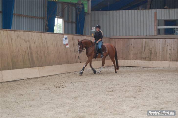 Dansk Varmblod Fiona-Wi - Første gang jeg red på Fiona. Taget af Julie Wolf billede 4