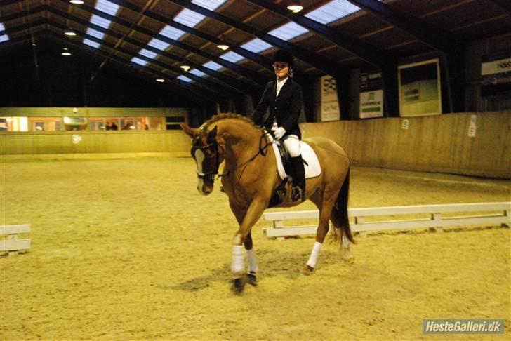 Dansk Varmblod Fiona-Wi - Fiona til hendes første stævne. Taget af Stefan Jensen billede 6