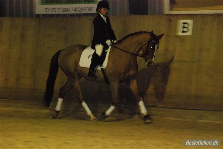 Dansk Varmblod Fiona-Wi - Fiona til hendes første stævne. Taget af Stefan Jensen billede 9