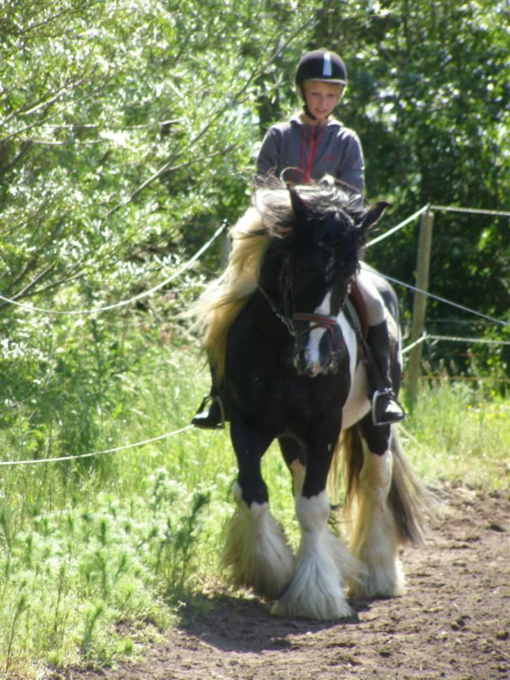 Irish Cob Ryan Van Der Gorterstraat billede 1