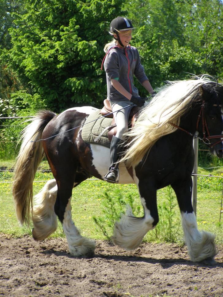 Irish Cob Ryan Van Der Gorterstraat billede 2