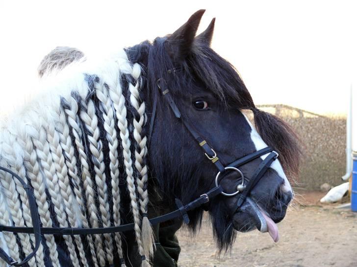 Irish Cob Ryan Van Der Gorterstraat billede 4