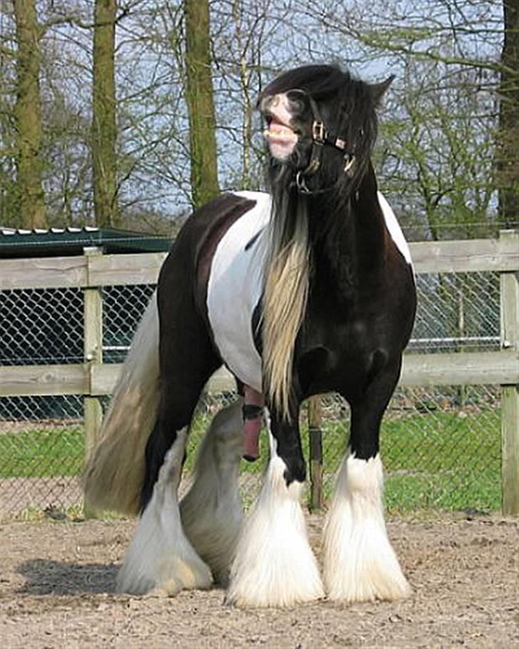 Irish Cob Ryan Van Der Gorterstraat billede 5