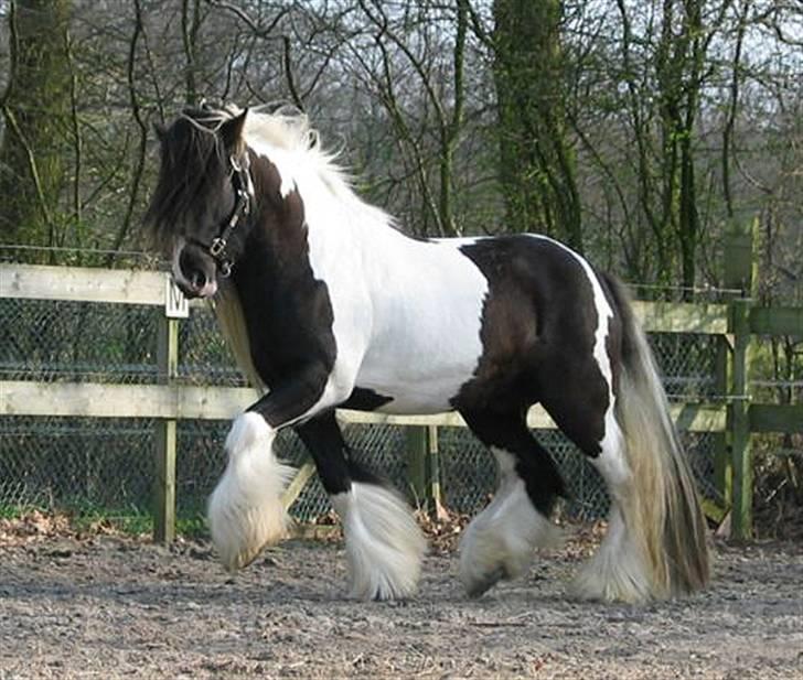 Irish Cob Ryan Van Der Gorterstraat billede 6