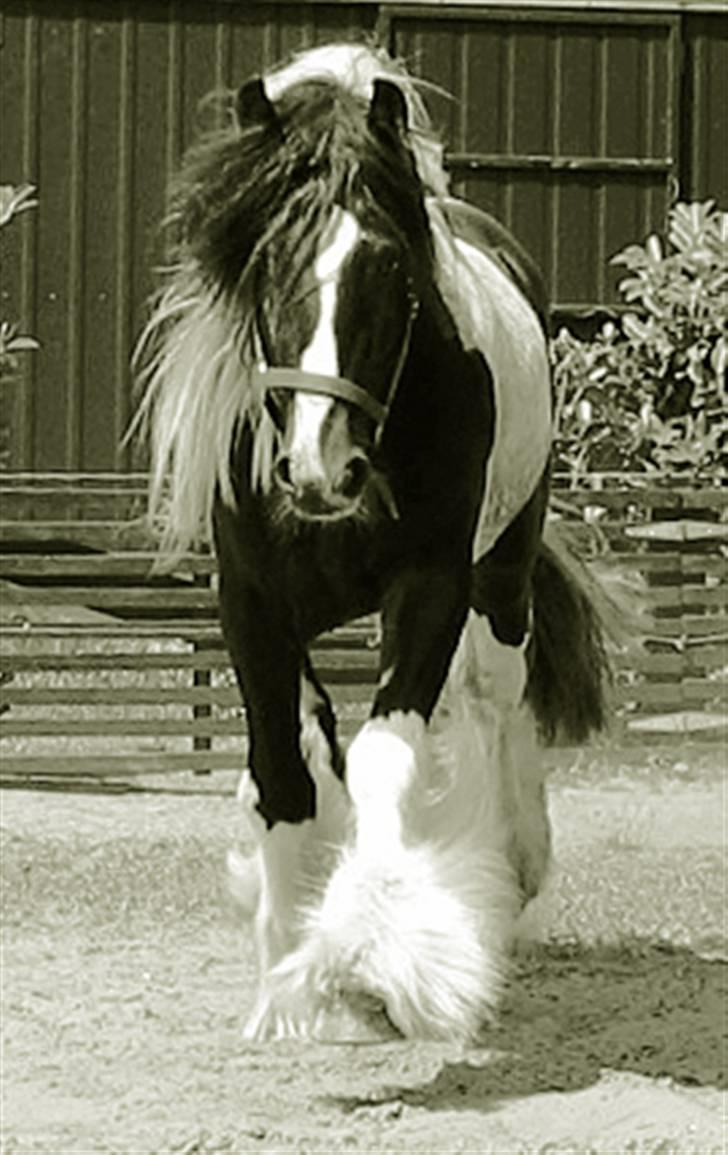 Irish Cob Ryan Van Der Gorterstraat billede 7