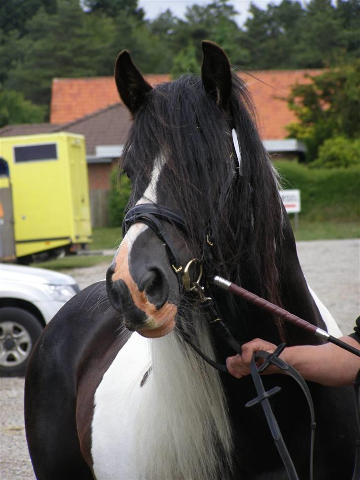 Irish Cob Ryan Van Der Gorterstraat billede 8