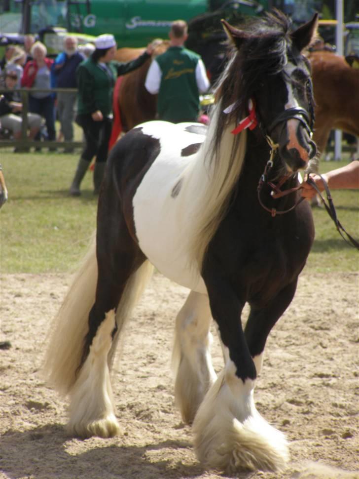 Irish Cob Ryan Van Der Gorterstraat billede 9